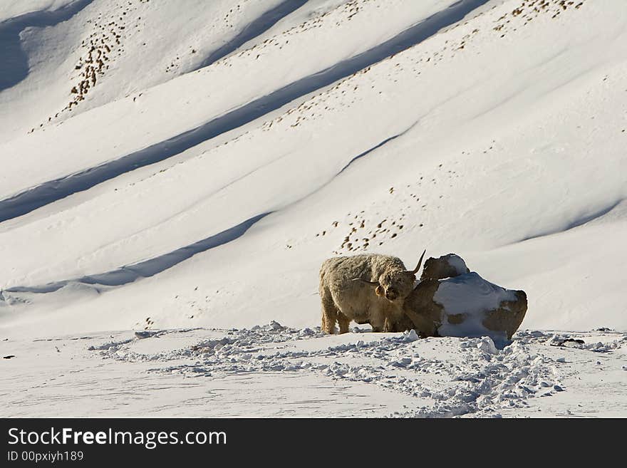 Highland Cow in Snow