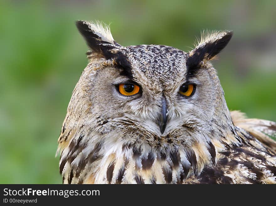 Eagle owl. Russian nature, Voronezh area.