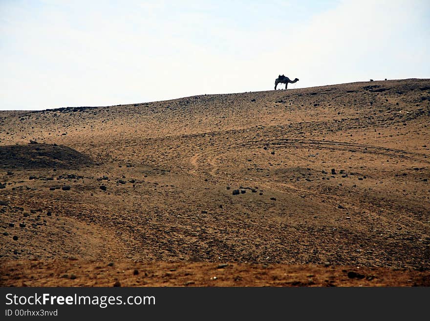 Camel in sahara , eygpt travel