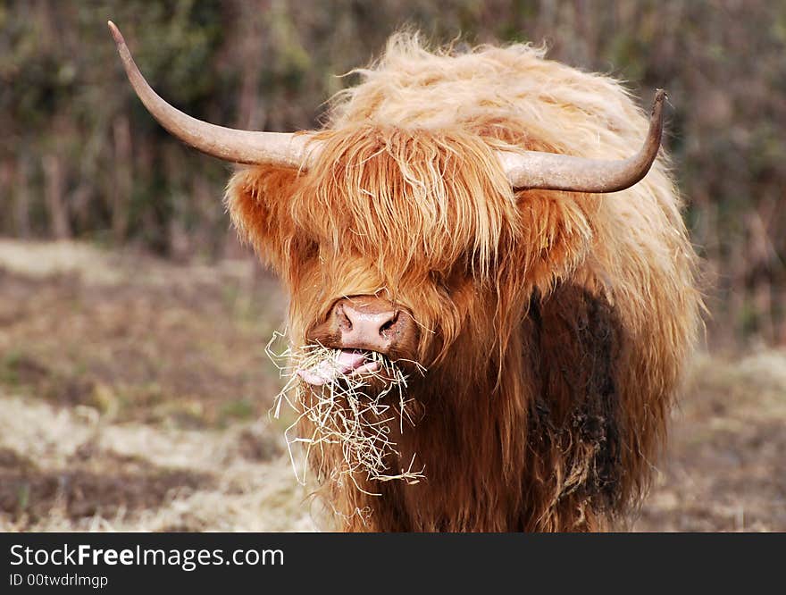 Highland cow