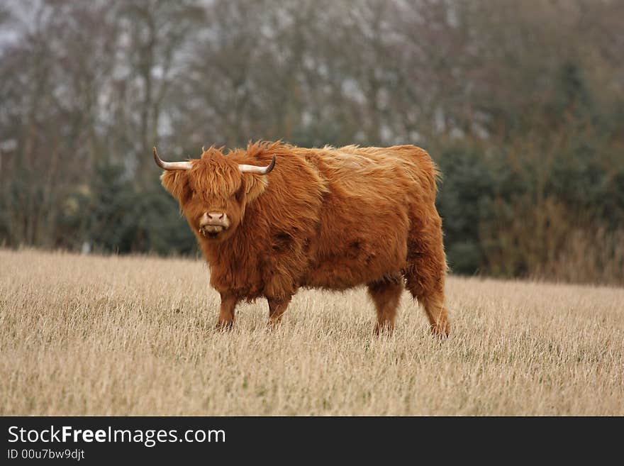 Highland Cow