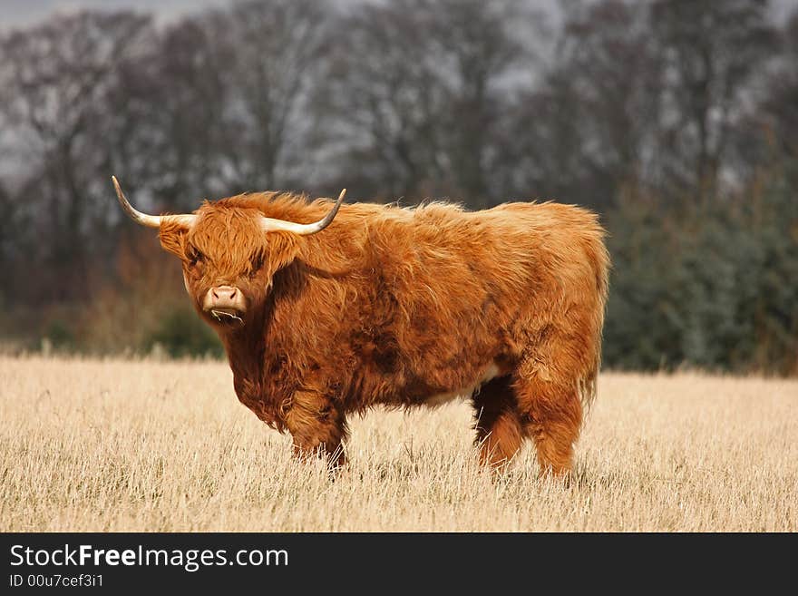 Highland Cow