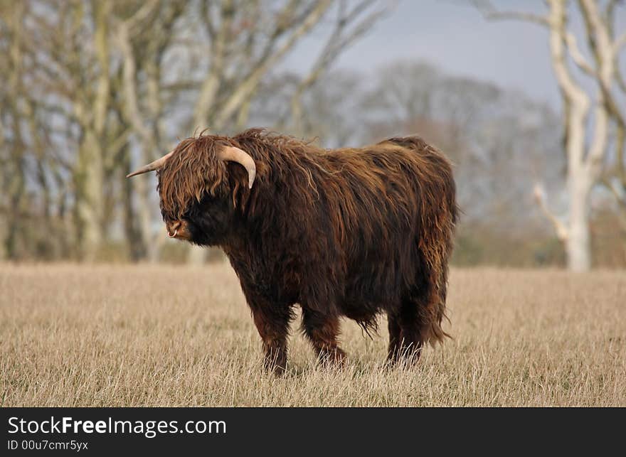 Highland Cow (Bull)