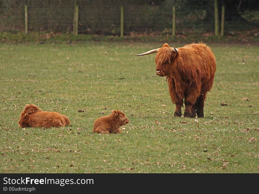 A Highland Cow family