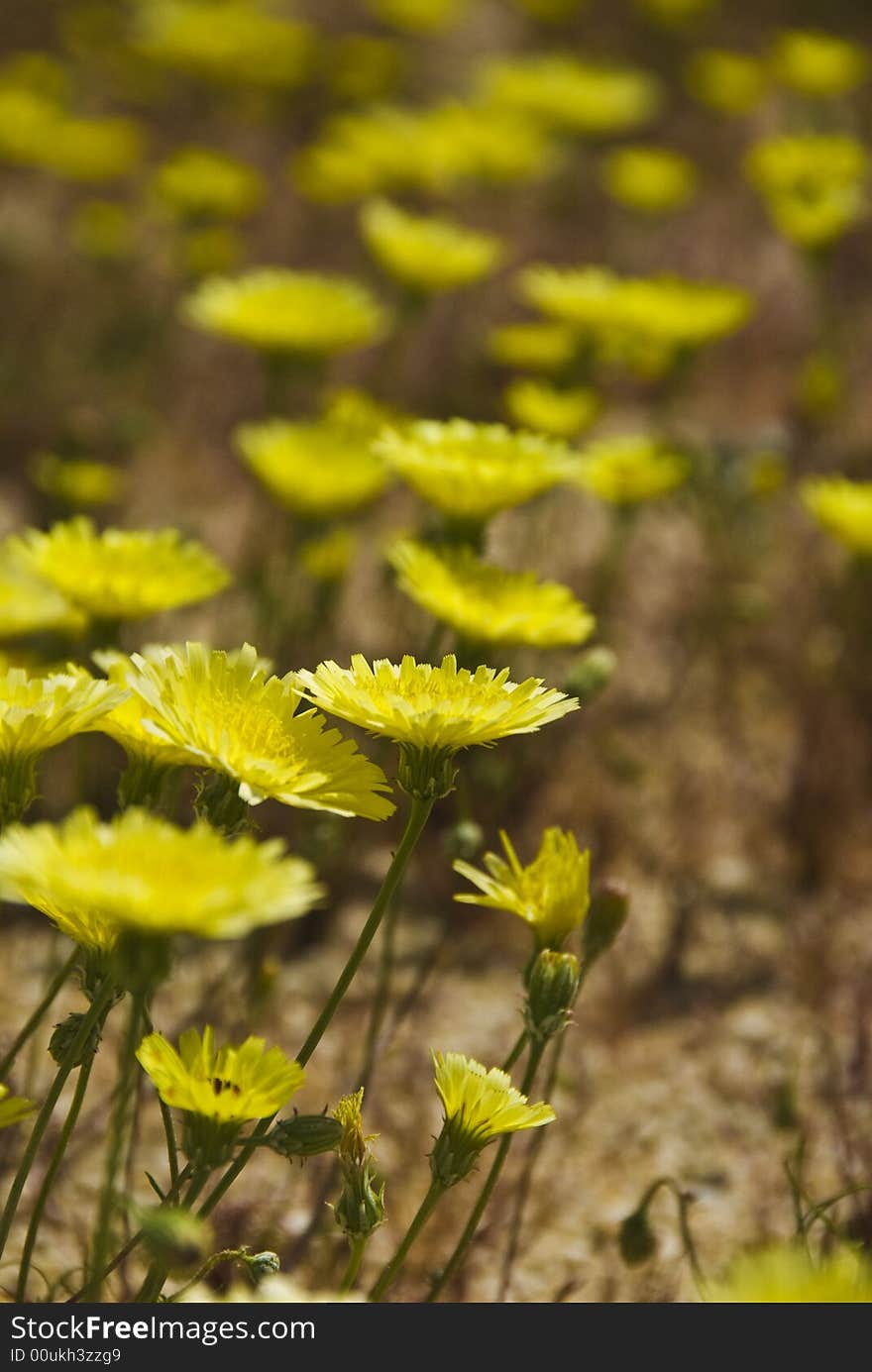 Desert wildflowers.