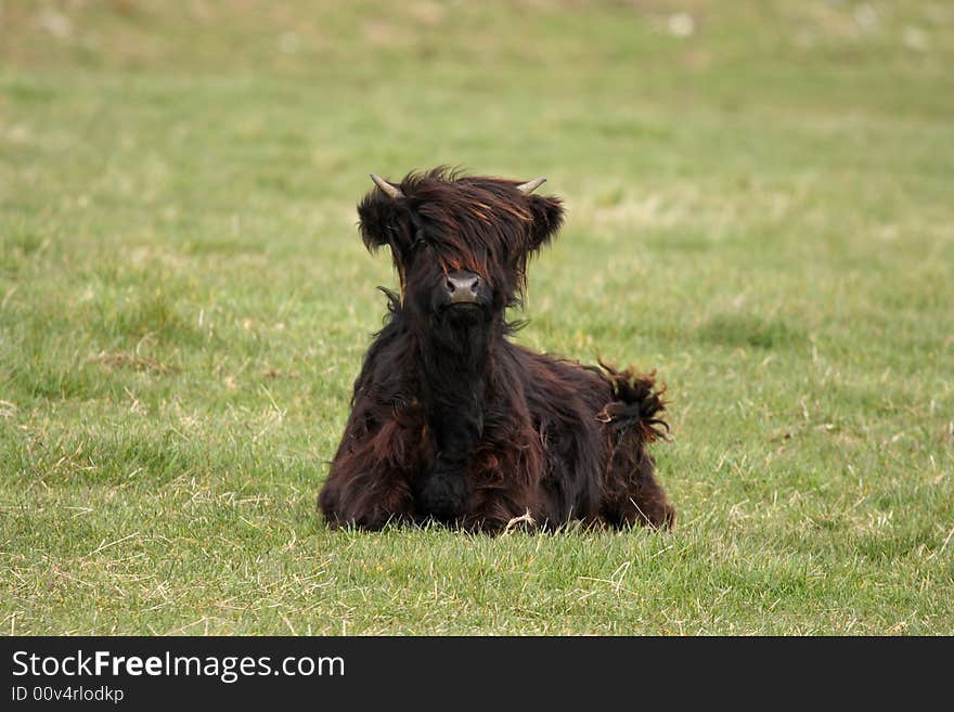 Highland cow calf