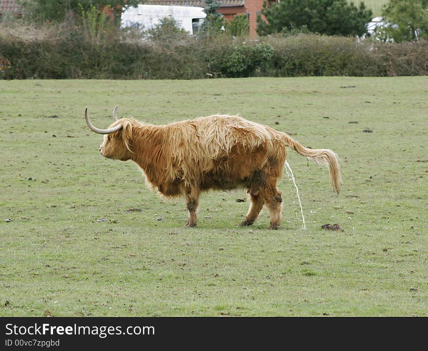 Highland cow