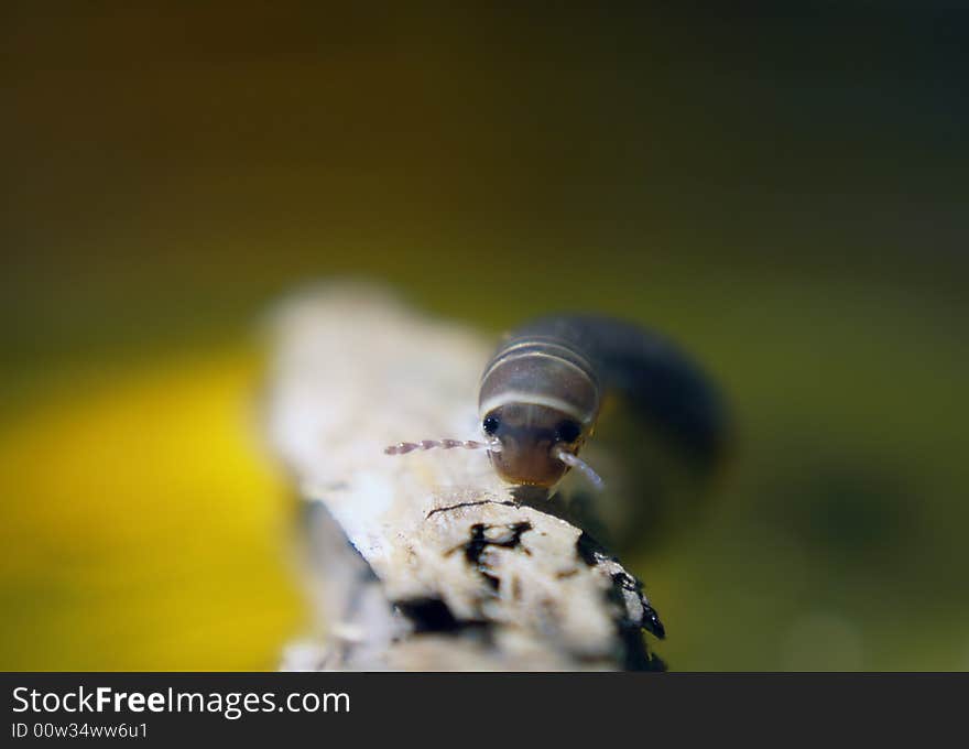 Close up centipede