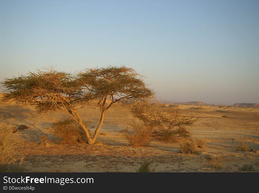 Desert landscape - a tree in Arava desert, Israel on sunrise