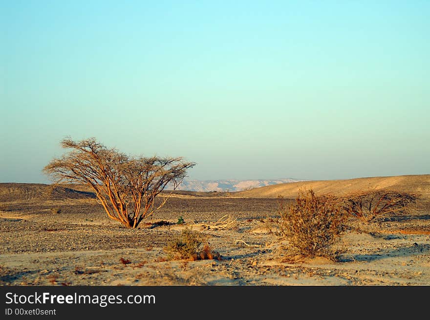 Desert landscape - a tree in Arava desert, Israel on sunrise