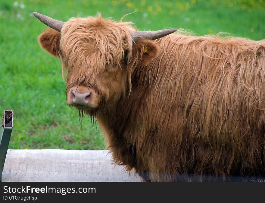 Scottish Highland Cattle