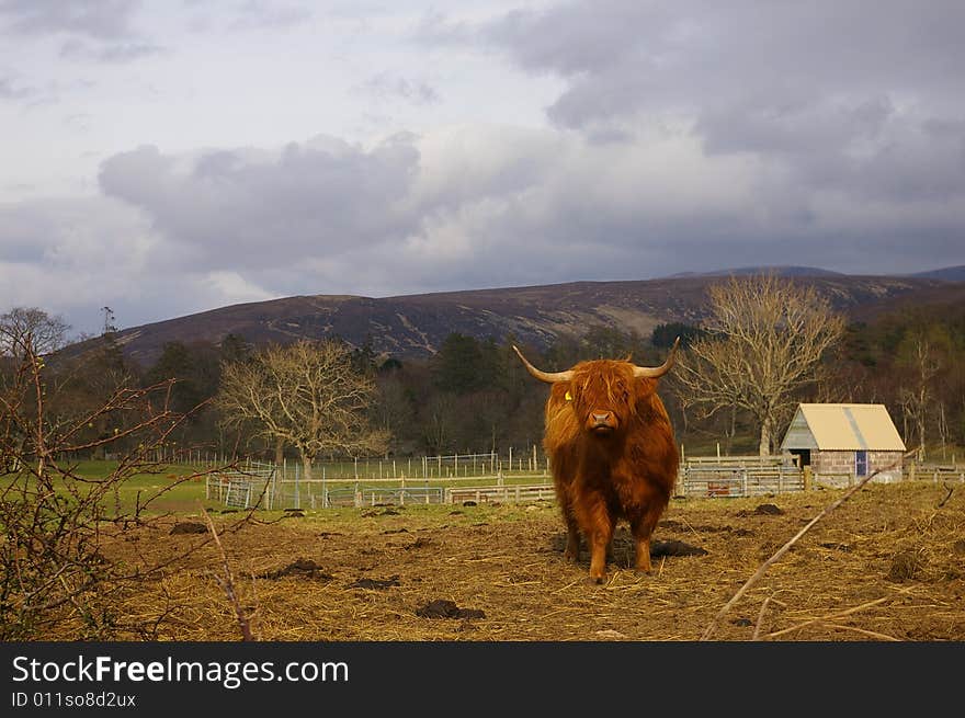 Highland Cow