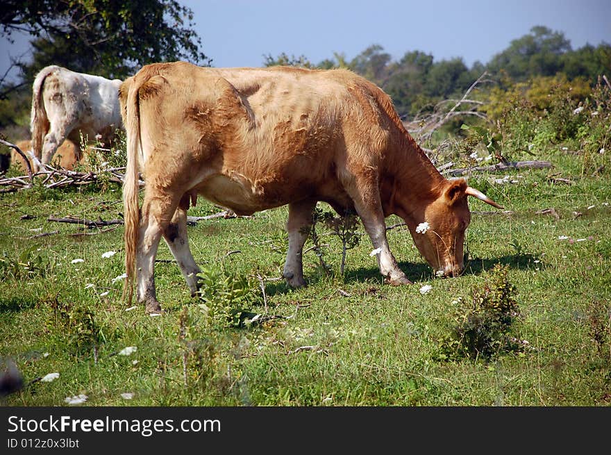 Highland Cow