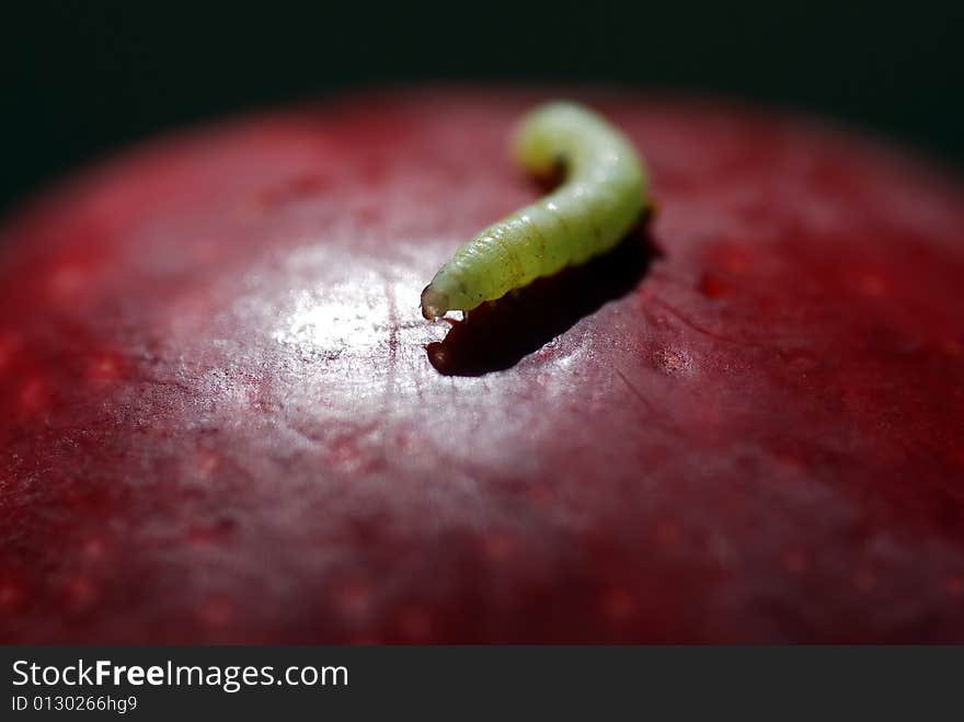 Apple Worm