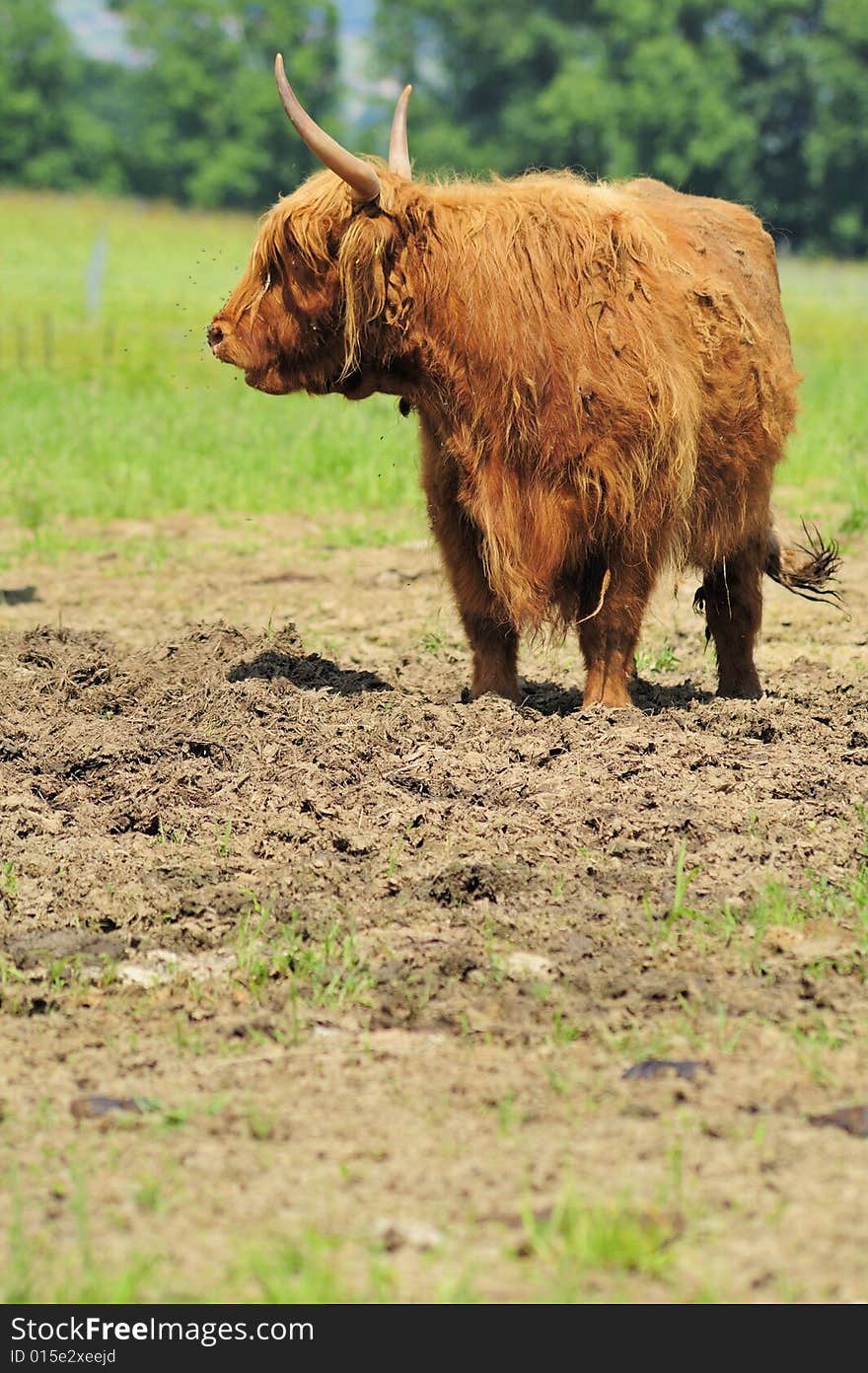 Highland Cow