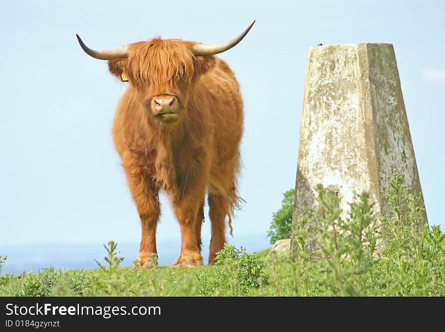 Highland cow