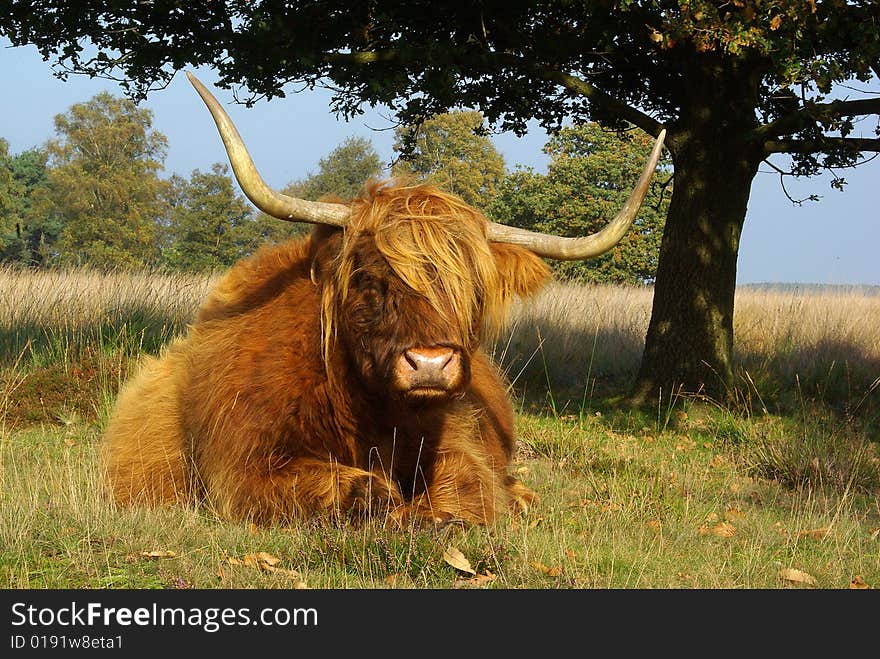 Scottish highland cow