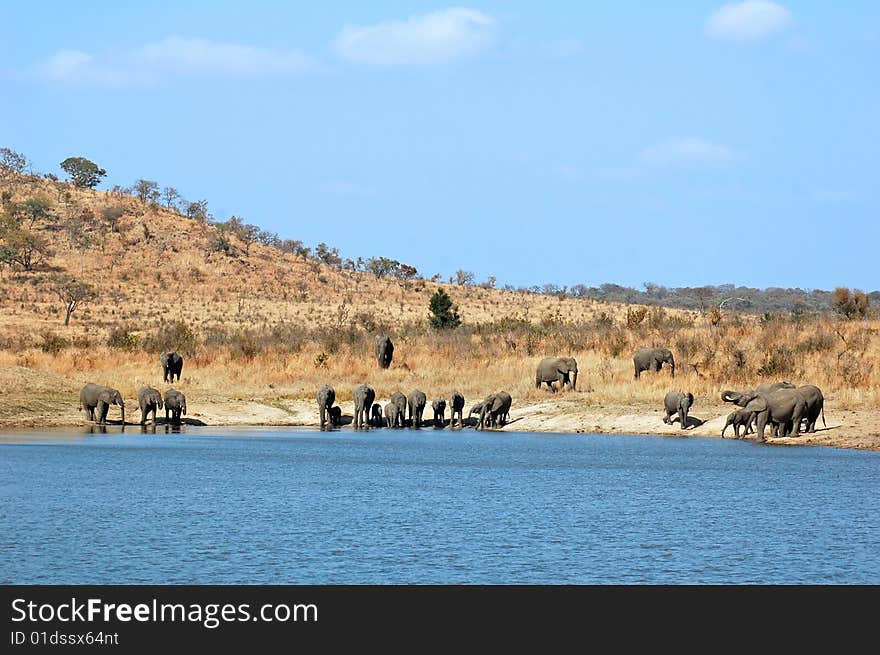 African Elephants drinking at a river in South Africa.