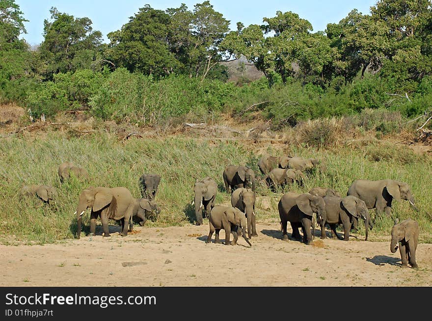 African Elephants drinking at a river in South Africa.