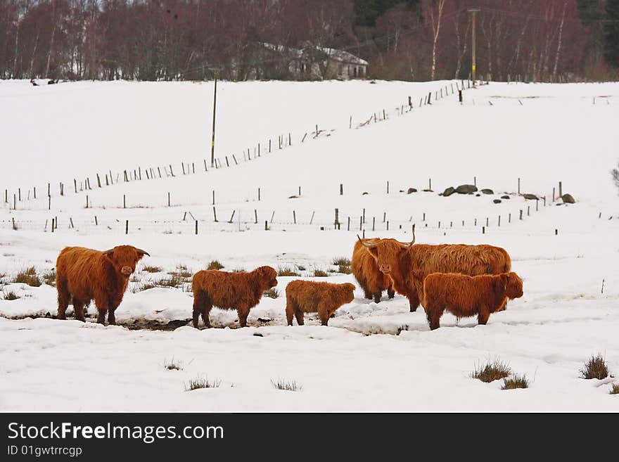 Highland cow in the snow