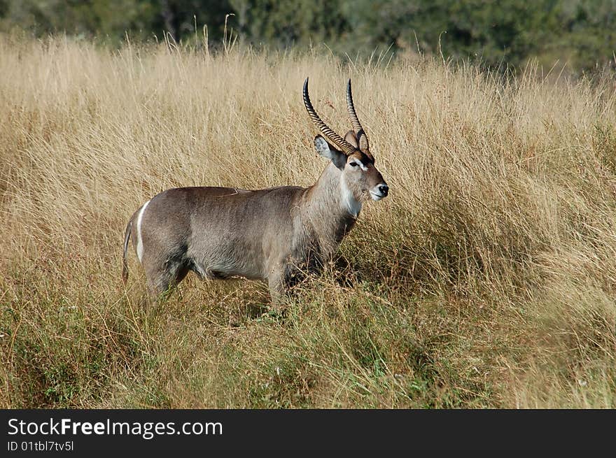 Waterbuck (Kobus ellipsiprymnus) in the Kruger Park, South Africa.