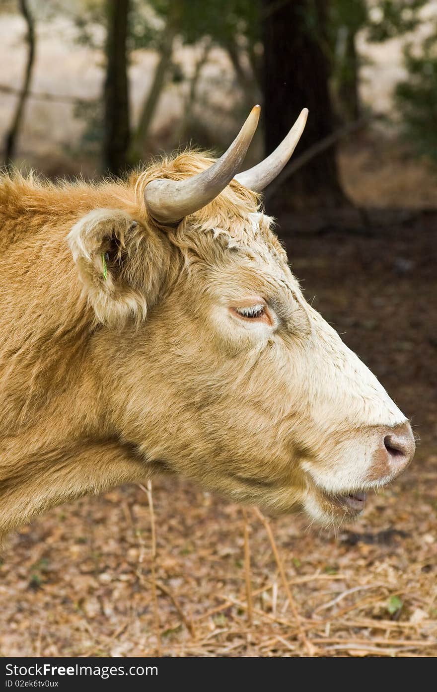 Highland Cow Portrait