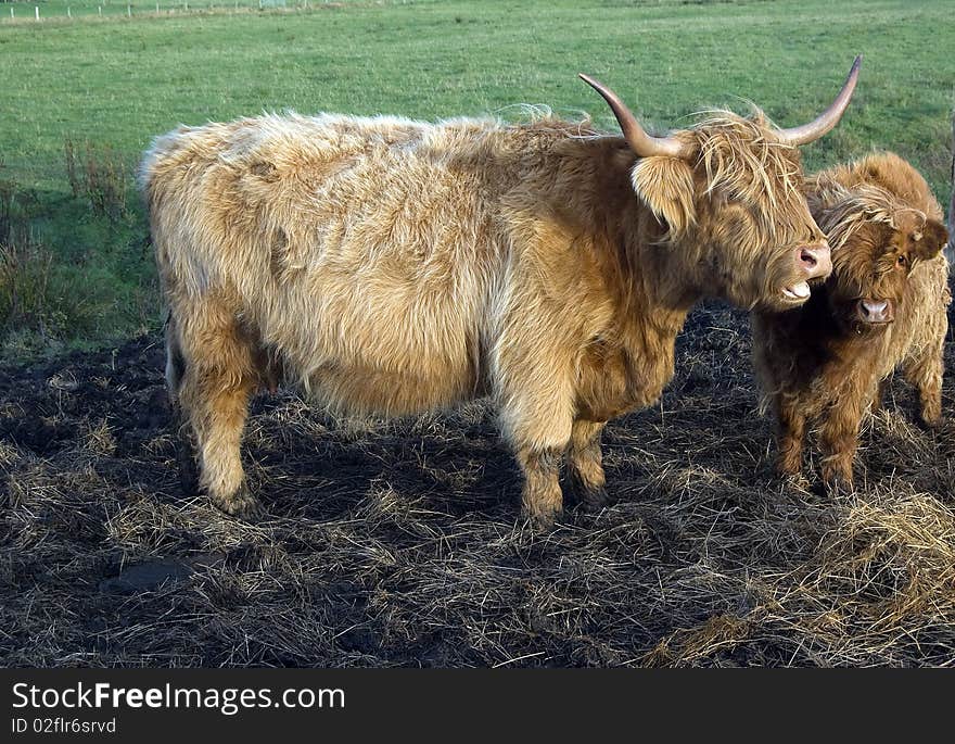 Highland Cow and Calf