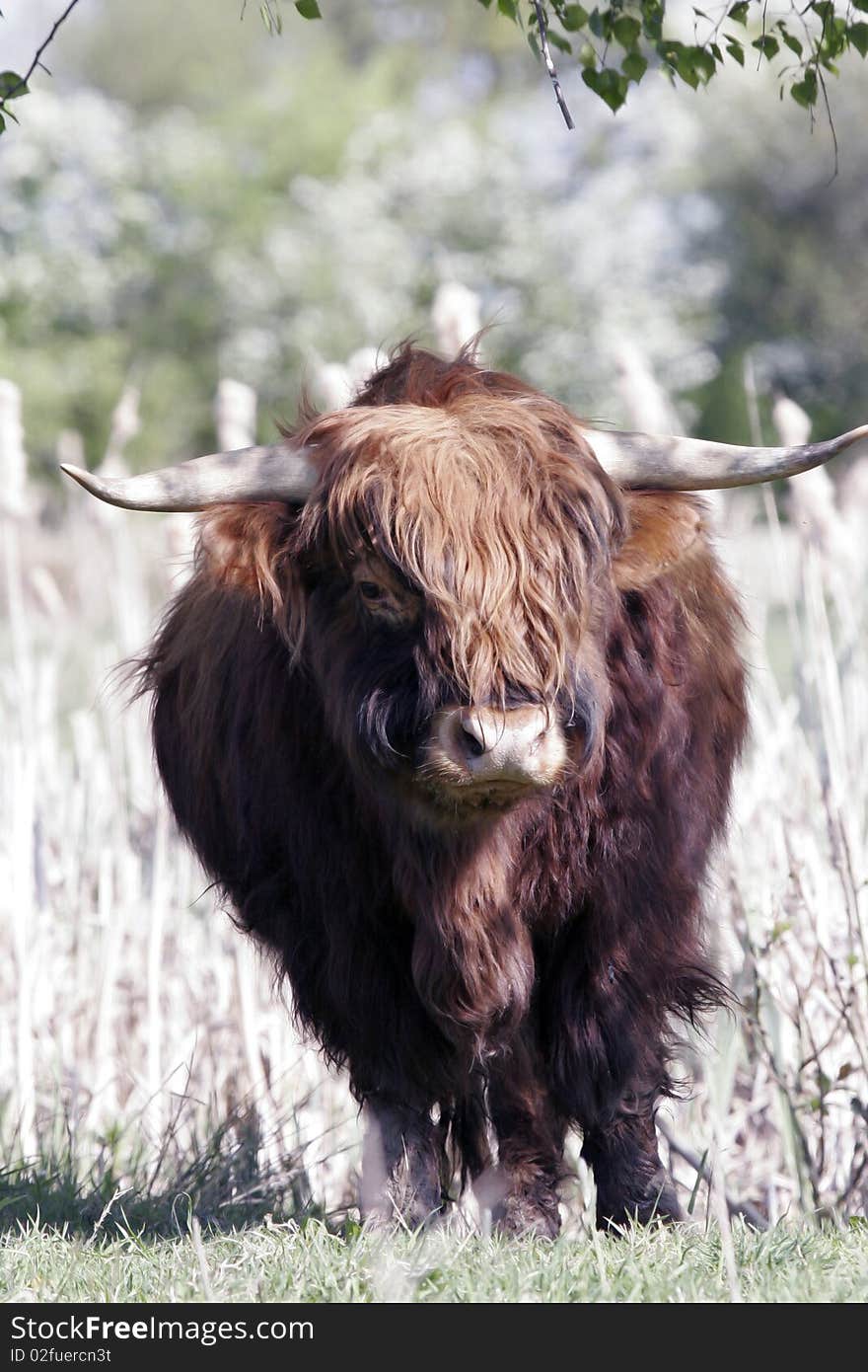 Highland Cow