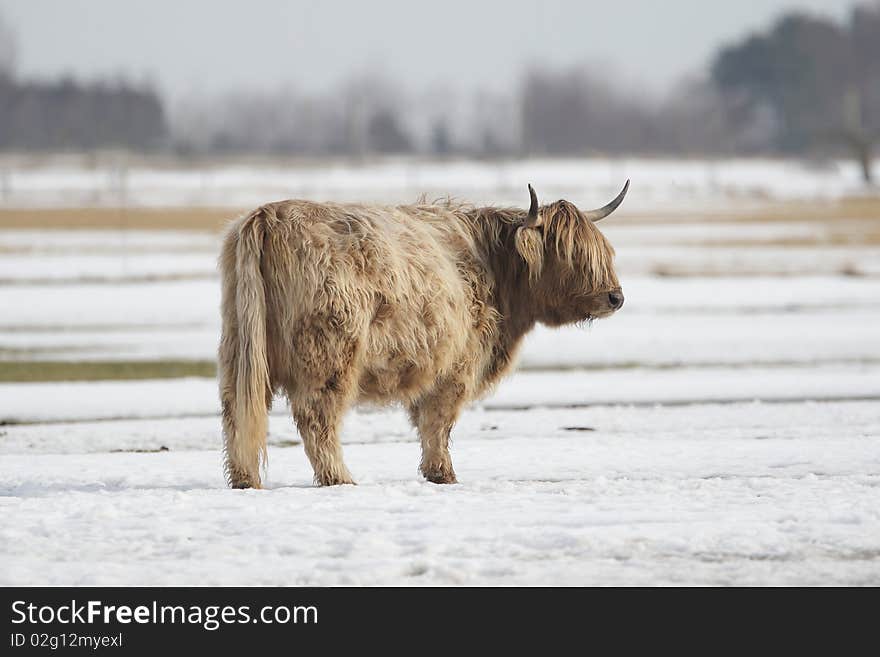 Highland cow