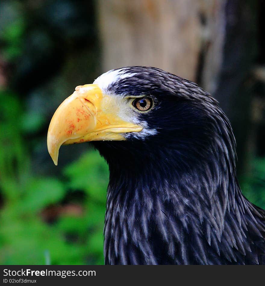 Steller's Sea Eagle, Haliaeetus pelagicus