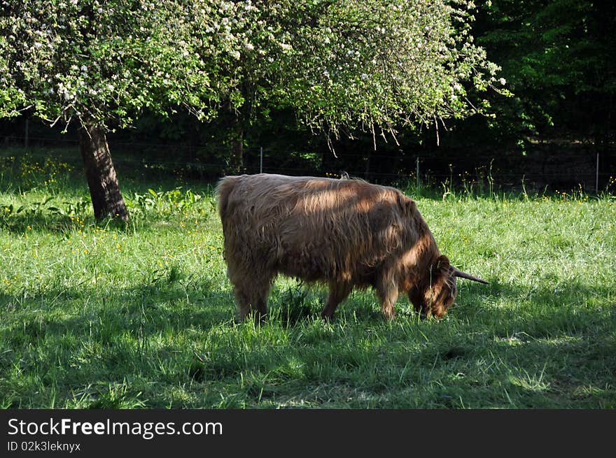 Highland cow 2