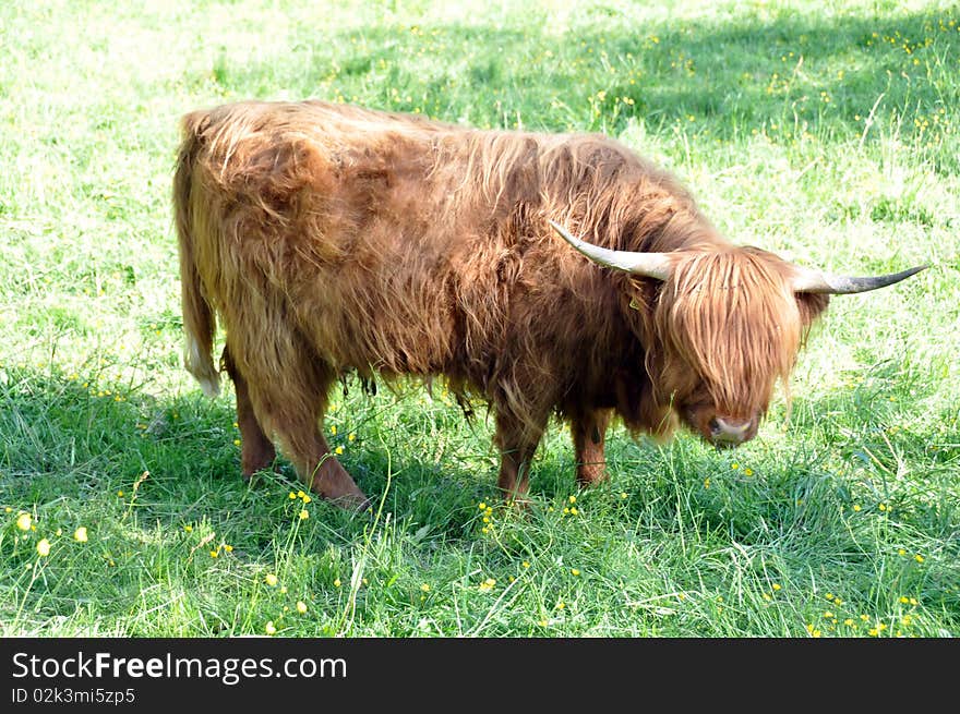 Highland cow 3