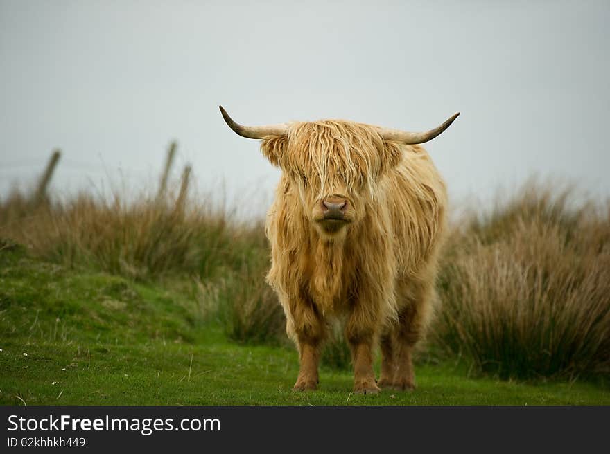 Highland Cow