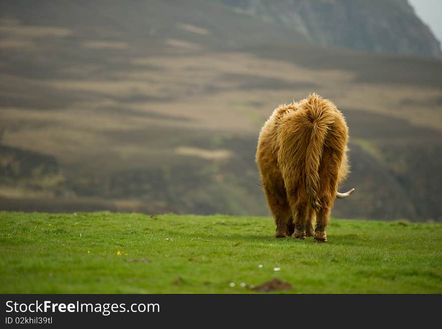 Highland Cow