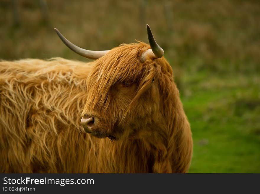 Highland Cow