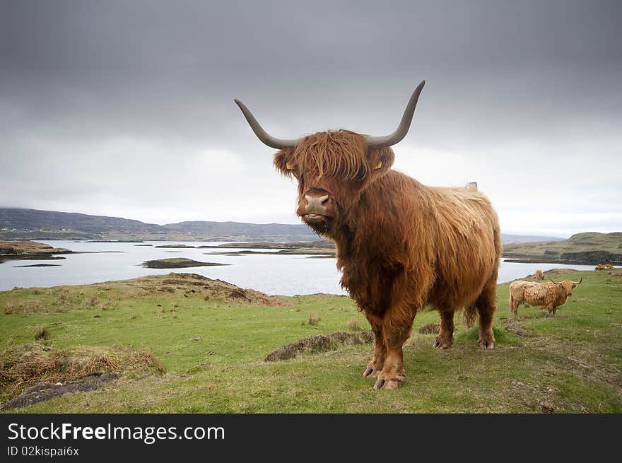 Highland Cow