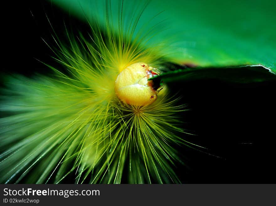 Hairy Caterpillar