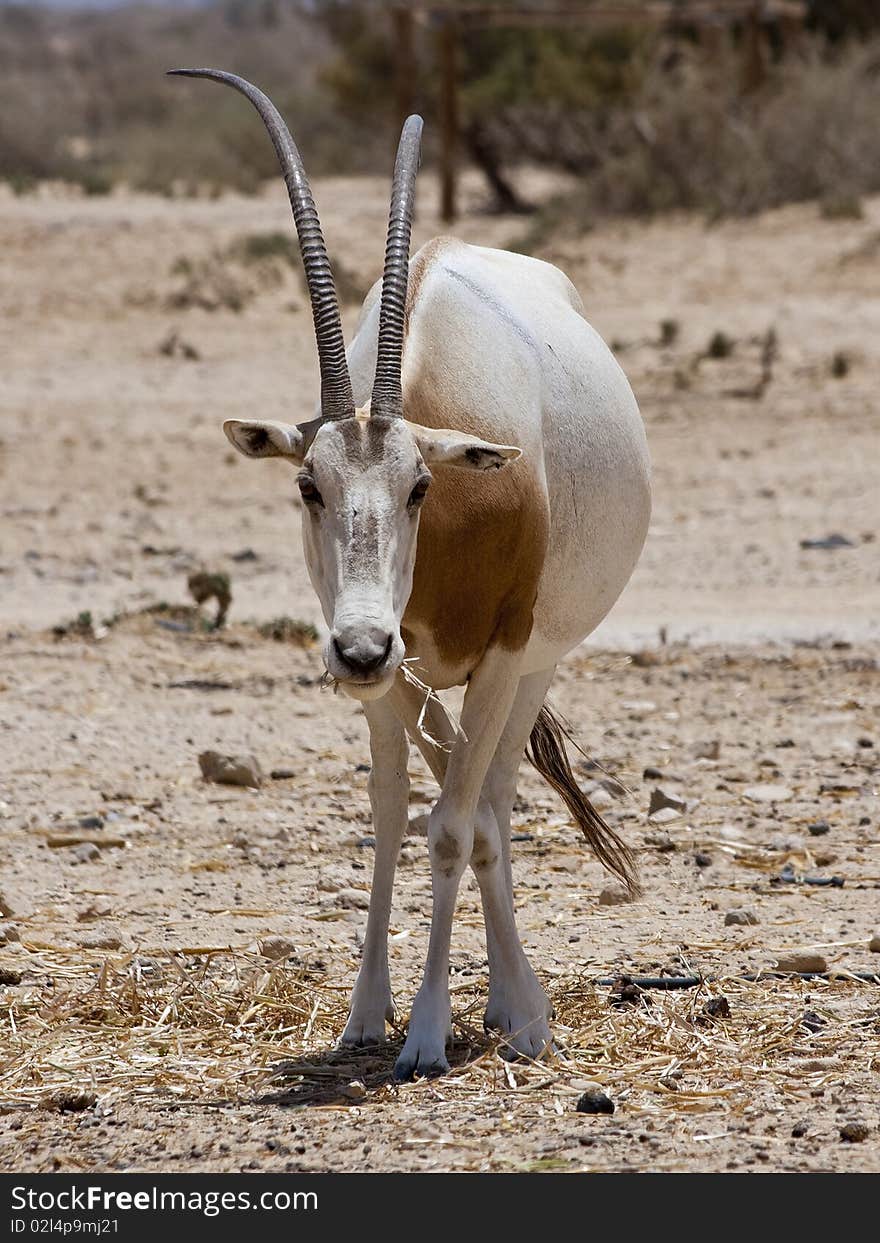 The Sahara oryx, scimitar-horned oryx is listed as extinct in the wild.