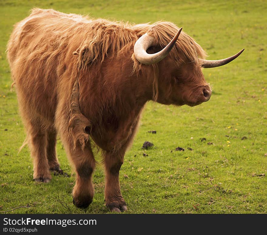 Strong Highland Bull