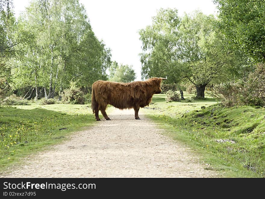 Highland cow