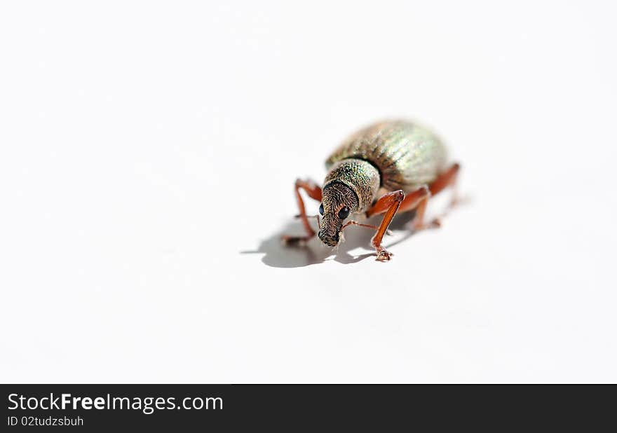 Hairy bug on white background