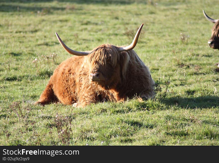 Highland Cow