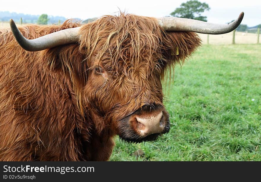 Highland cow