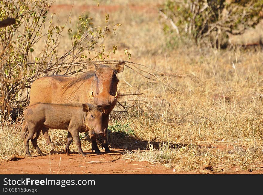 A couple of warthogs running around in africa. A couple of warthogs running around in africa