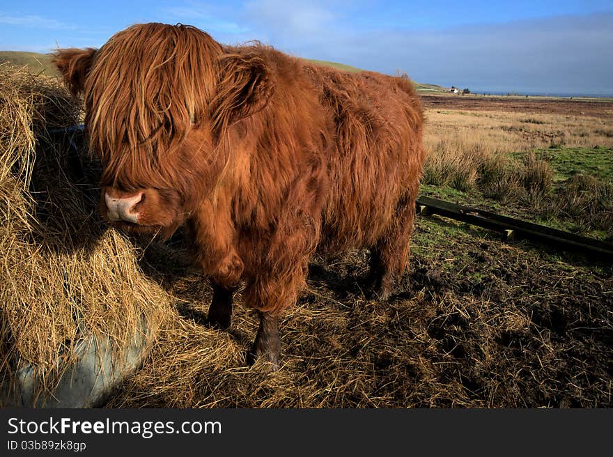 Highland Cow