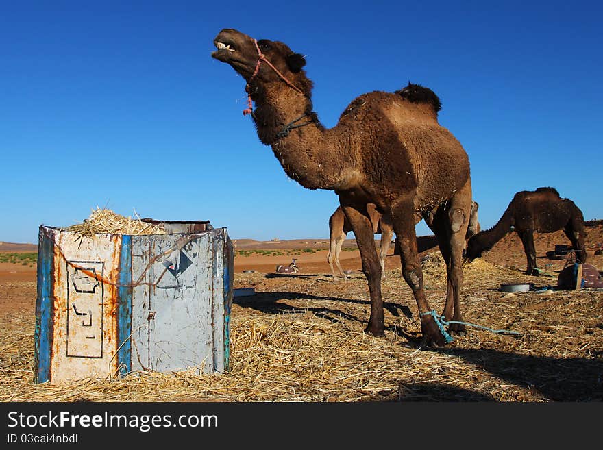 Camels on a pasture in the Sahara desert, Merzuga, Morocco. Camels on a pasture in the Sahara desert, Merzuga, Morocco