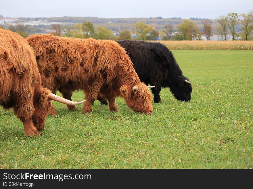 Highland cow