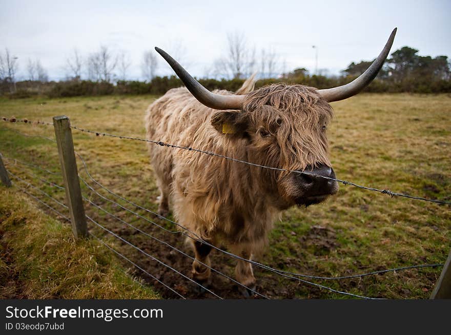 Highland Cow