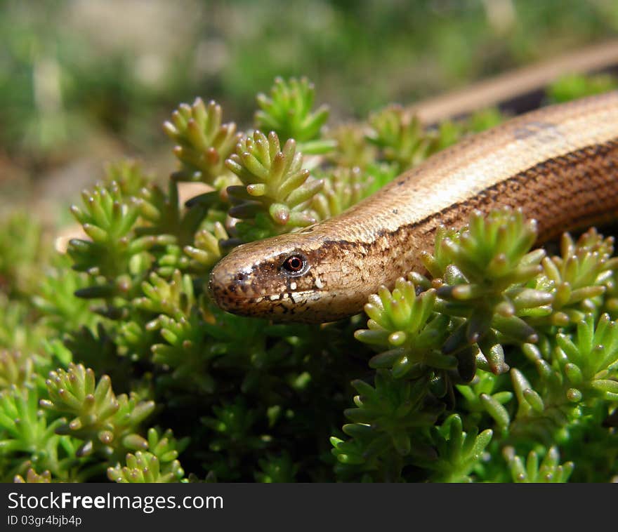 Slow worm