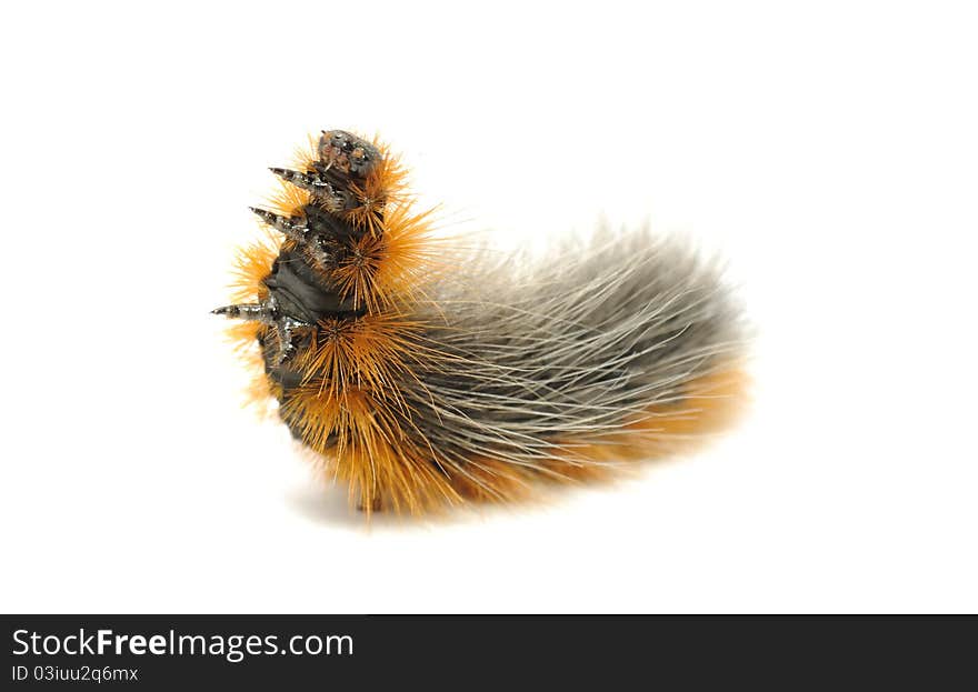 Hairy Caterpillar Close-up